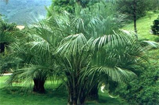 富贵椰子的养殖方法及注意事项