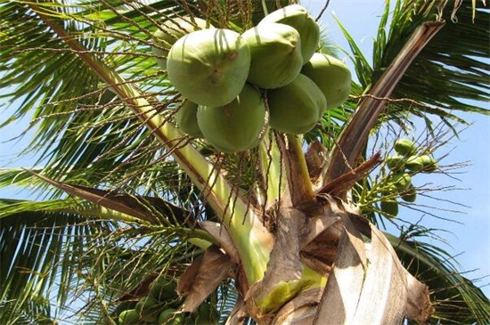富贵椰子的养殖方法及注意事项