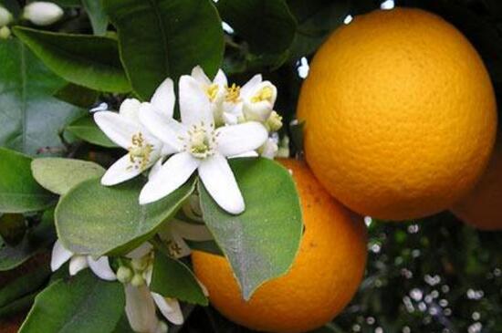 柑橘的花语和传说