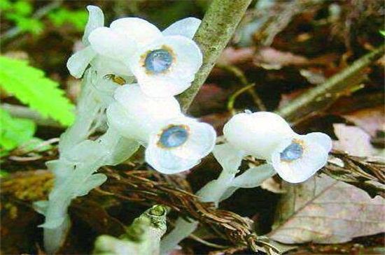 水晶兰是一种什么植物，是鹿蹄草科植物