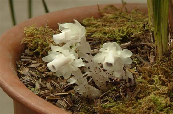 水晶兰是一种什么植物，是鹿蹄草科植物