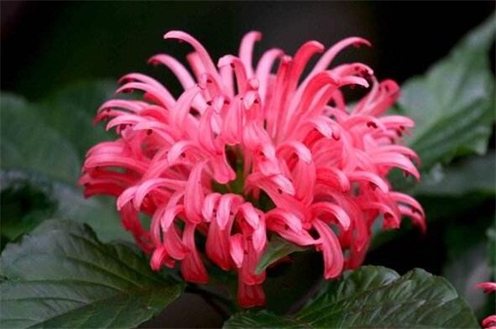 珊瑚花的花语和传说 花语网