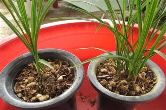 最简单的兰花植料配置，每层土壤有不同的要求