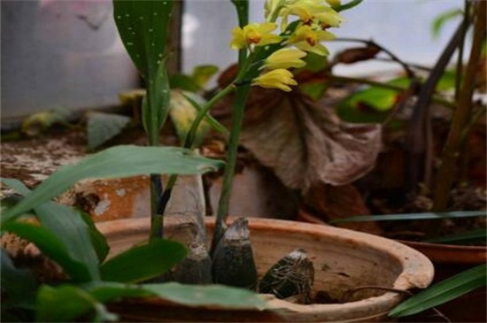 黄花鹤顶兰的养殖方法及注意事项