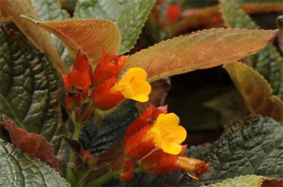 金红花的养殖方法和注意事项