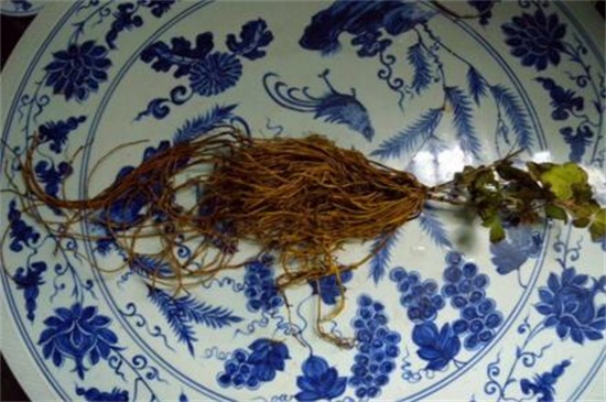 铁线莲根怎样栽种，4个步骤栽种根须
