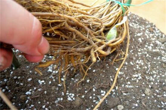 铁线莲根怎样栽种，4个步骤栽种根须