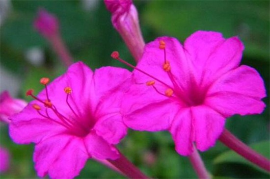 紫茉莉怎么美白，种子磨粉或花瓣碾压成汁