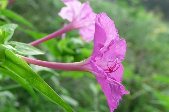 紫茉莉怎么美白，种子磨粉或花瓣碾压成汁