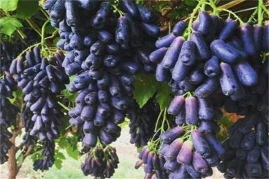 蓝宝石葡萄如何种植