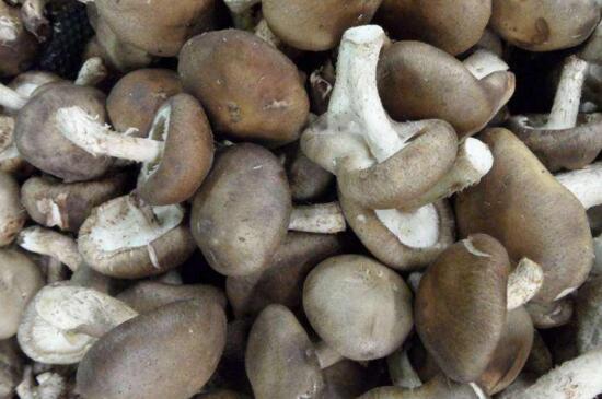 一亩大棚香菇种植利润