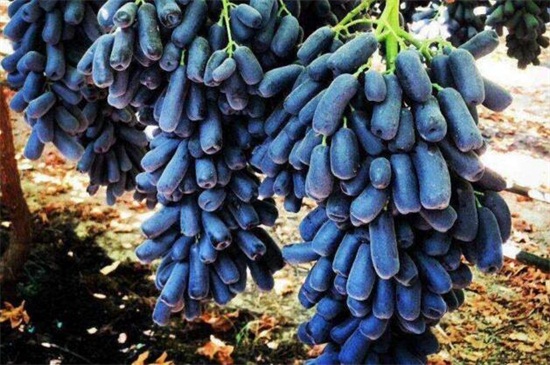 蓝宝石葡萄怎么过冬
