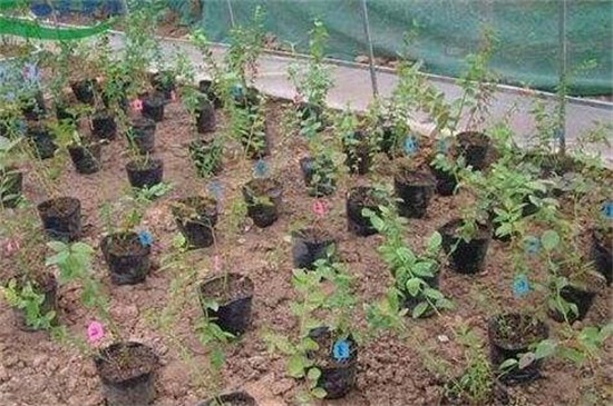 蓝莓冬季施肥方法