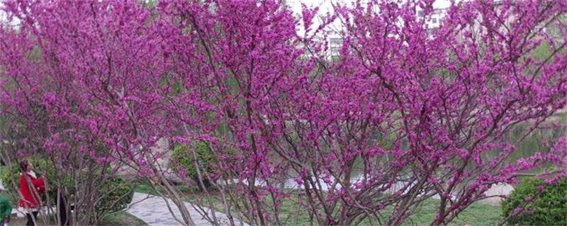 紫荆树和紫荆花的区别