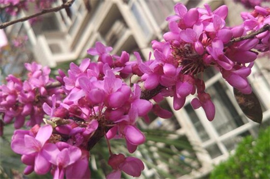 紫荆树和紫荆花的区别