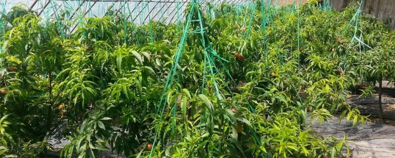 大棚西红柿几月份种