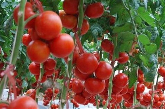 大棚西红柿几月份种