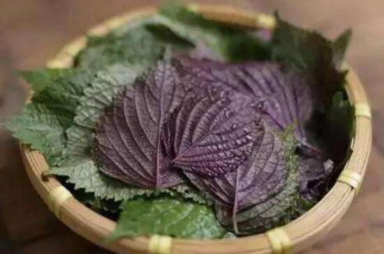 紫苏一亩能产多少斤
