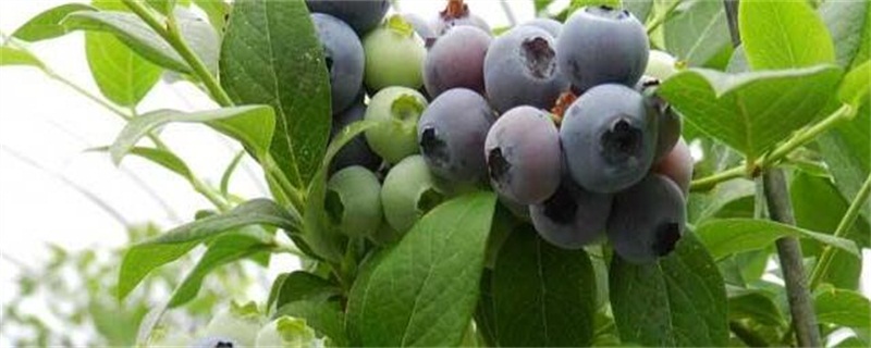 蓝莓扦插生根最快方法