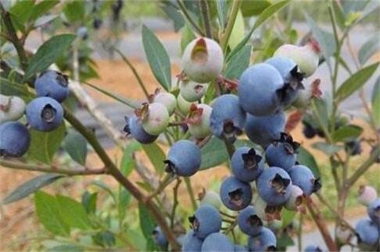 蓝莓扦插生根最快方法