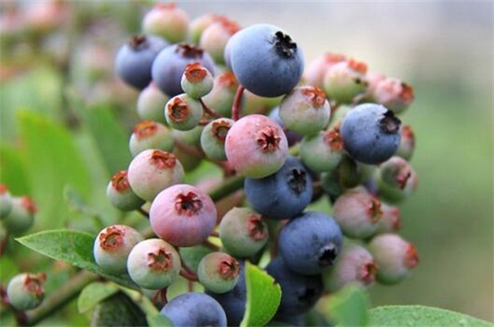 蓝莓哪个品种最甜