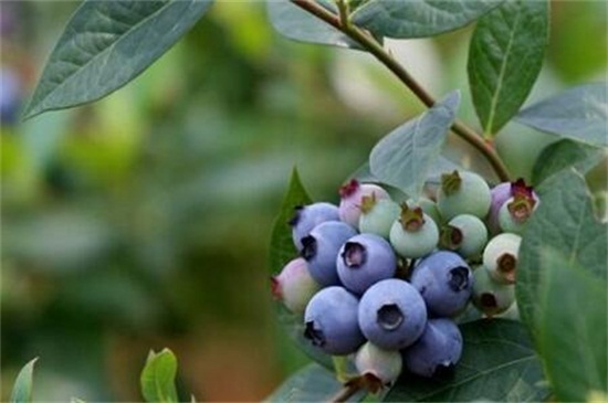 蓝莓哪个品种最甜