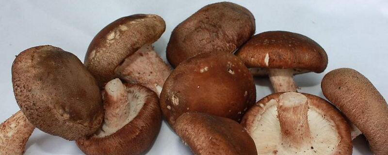 蘑菇一斤多少钱
