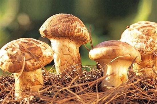 蘑菇一斤多少钱