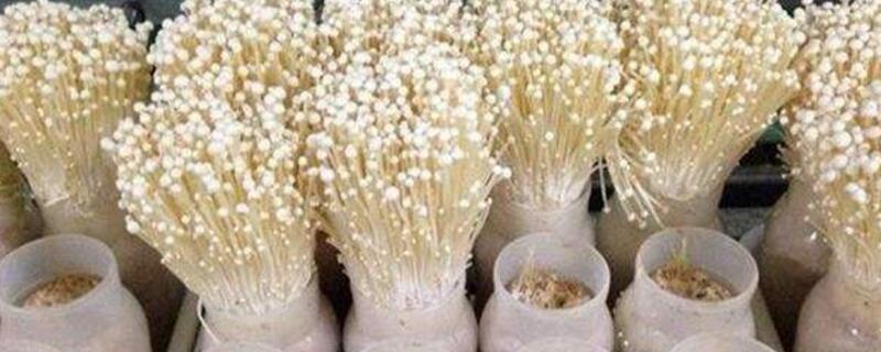 金针菇怎样种植
