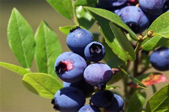 蓝莓栽培技术要点