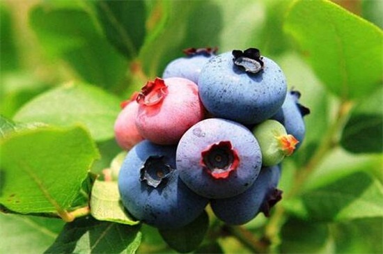 蓝莓栽培技术要点