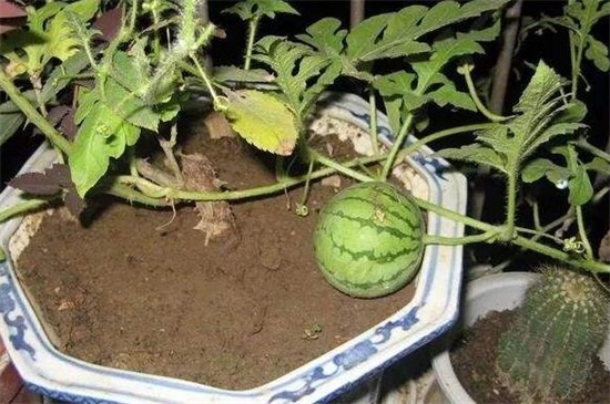 阳台种西瓜的方法