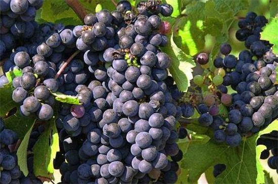最贵的八种葡萄
