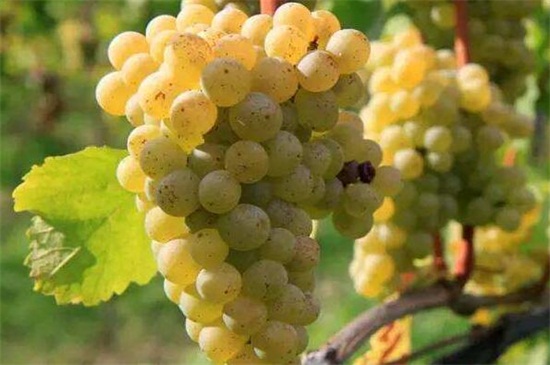 最贵的八种葡萄