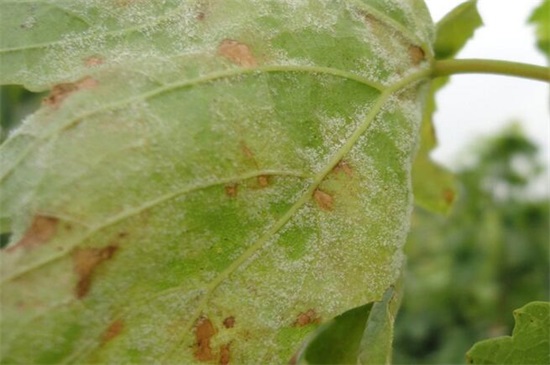 葡萄叶子常见病害