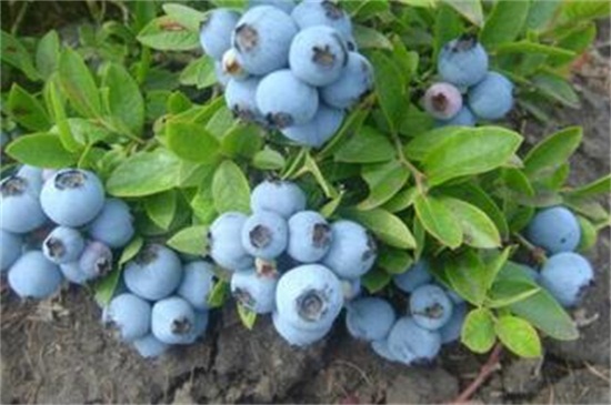 蓝莓冬天如何过冬