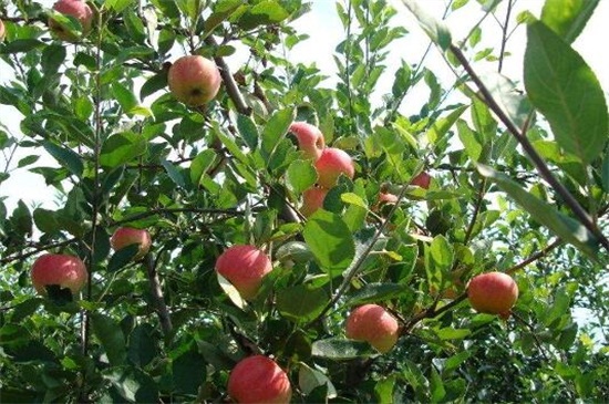 苹果树栽培及管理技术