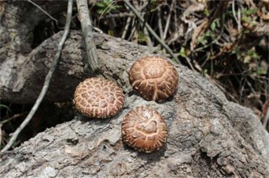 野生花菇多少钱一斤
