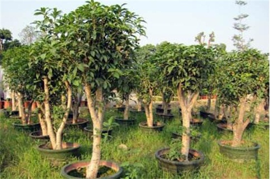 桂花树种植技术
