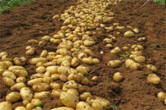 土豆种植技术