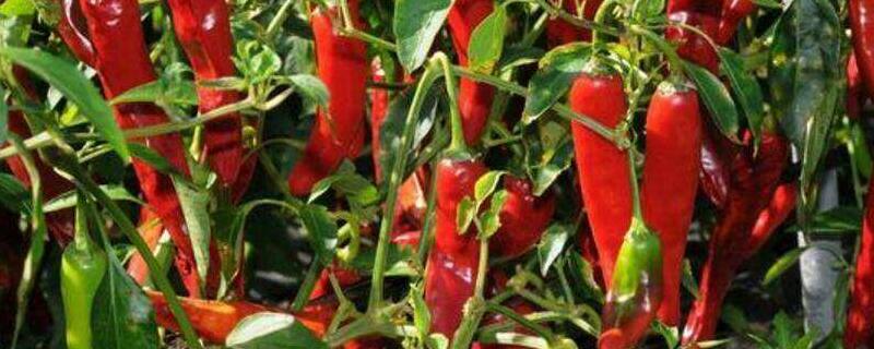 1亩种植辣椒一年收入