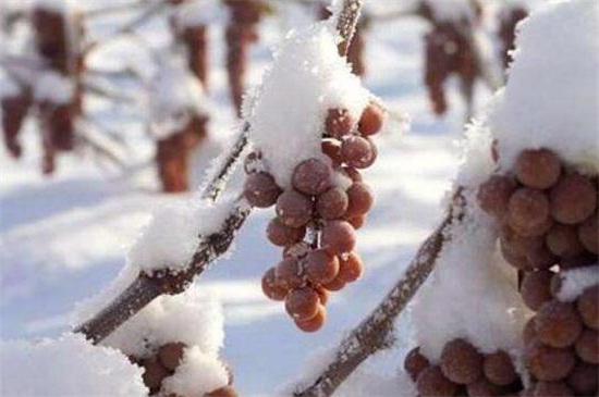 冬天成熟的十种水果