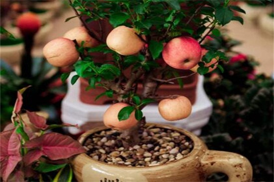 苹果树怎样栽种