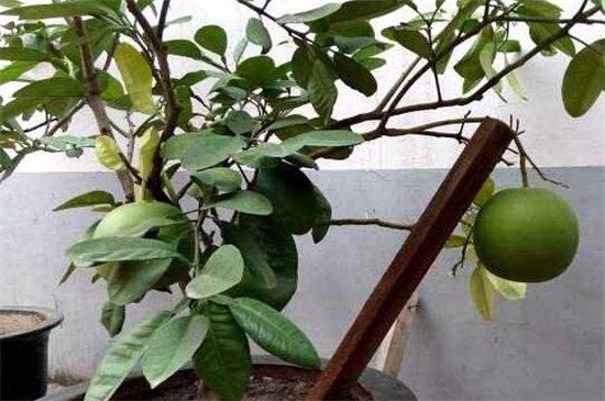 柚子树的栽培方法