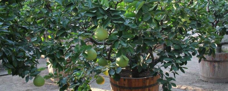 柚子树的栽培方法