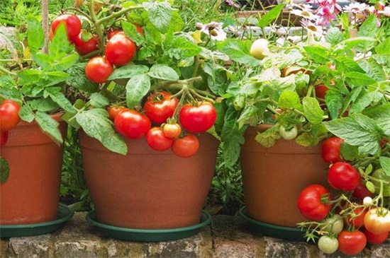 盆栽西红柿的种植方法
