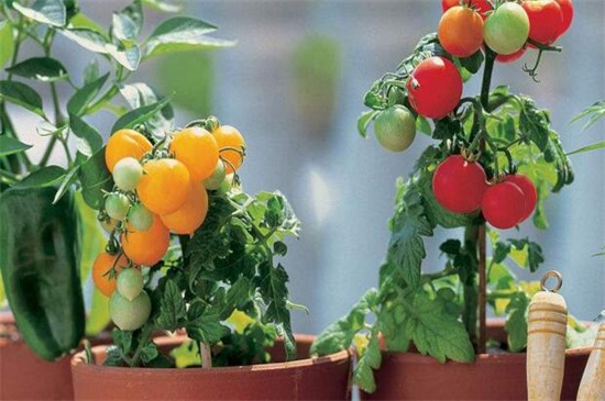 盆栽西红柿的种植方法