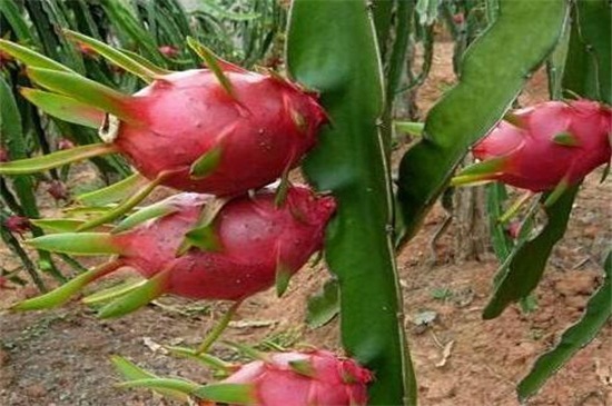 火龙果种植一亩的利润，一般在1～2万元左右