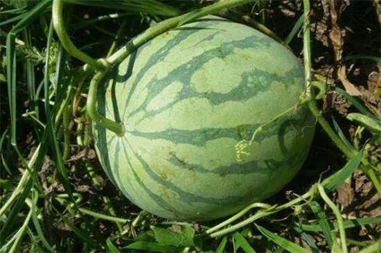 西瓜品种十大排行榜
