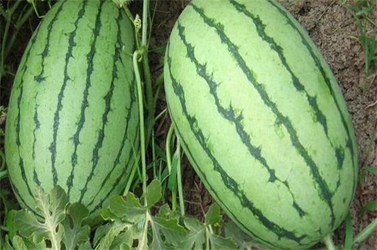 西瓜品种十大排行榜
